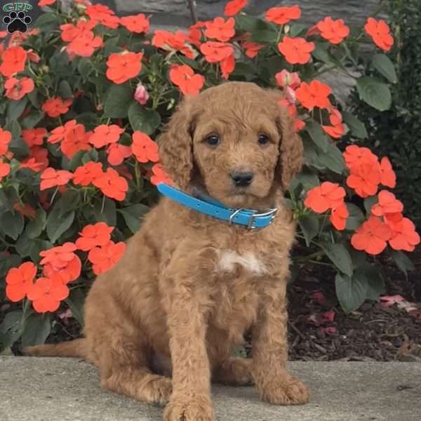 Max, Mini Goldendoodle Puppy