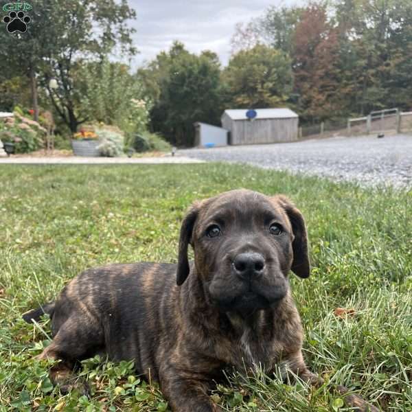 Dawson, Boxador Puppy