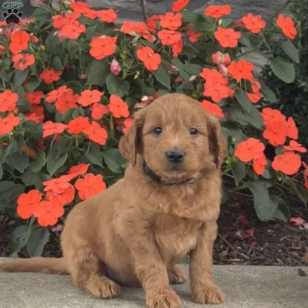 Mater, Mini Goldendoodle Puppy