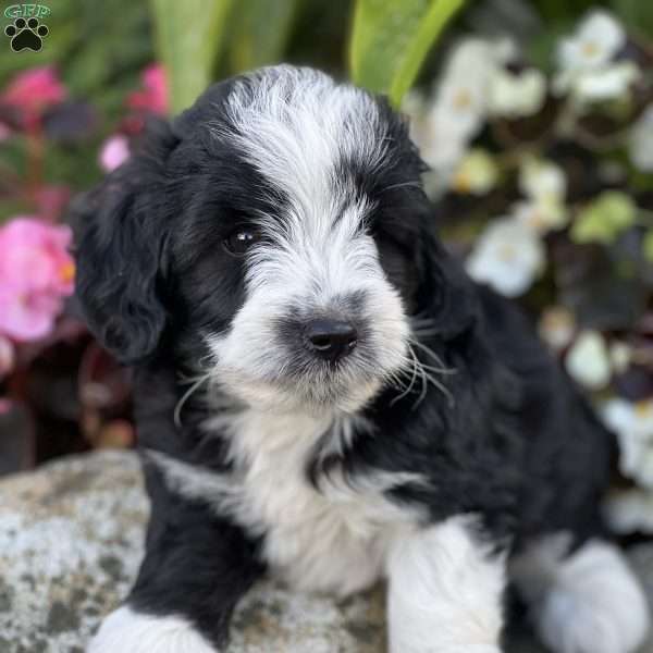 Martin, Mini Aussiedoodle Puppy