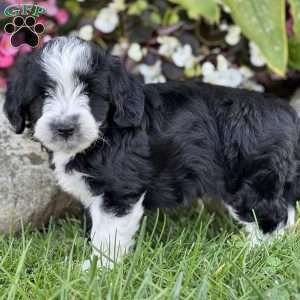 Martin, Mini Aussiedoodle Puppy