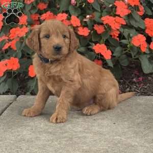 Mater, Mini Goldendoodle Puppy