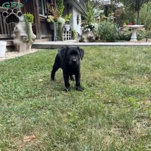Daisy, Boxador Puppy