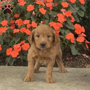 Mater, Mini Goldendoodle Puppy