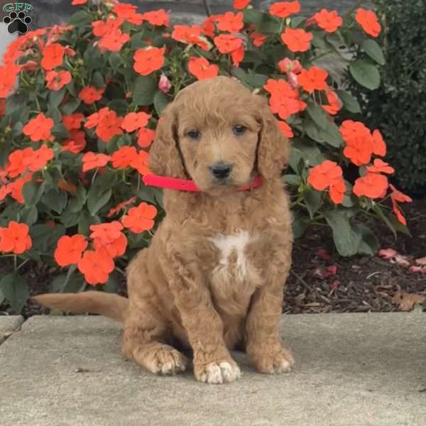 Millie, Mini Goldendoodle Puppy