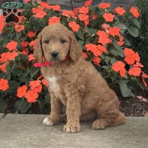 Millie, Mini Goldendoodle Puppy
