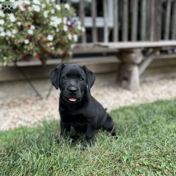 Daisy, Boxador Puppy