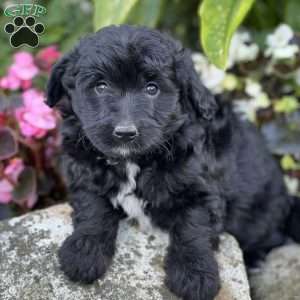 Mason, Mini Aussiedoodle Puppy