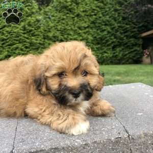 Tiger, Bichon Mix Puppy