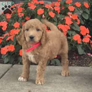 Millie, Mini Goldendoodle Puppy