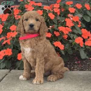 Millie, Mini Goldendoodle Puppy