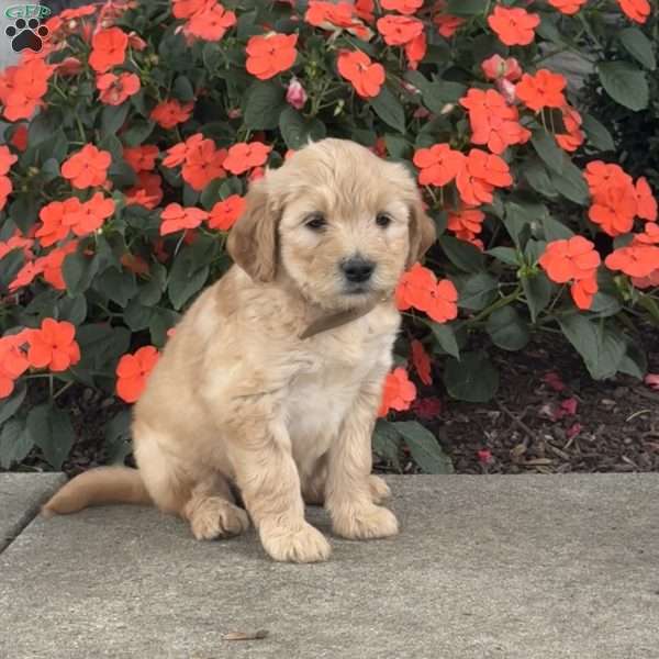 Missy, Mini Goldendoodle Puppy