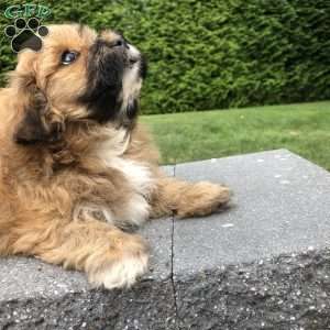 Tiger, Lhasa Apso Mix Puppy