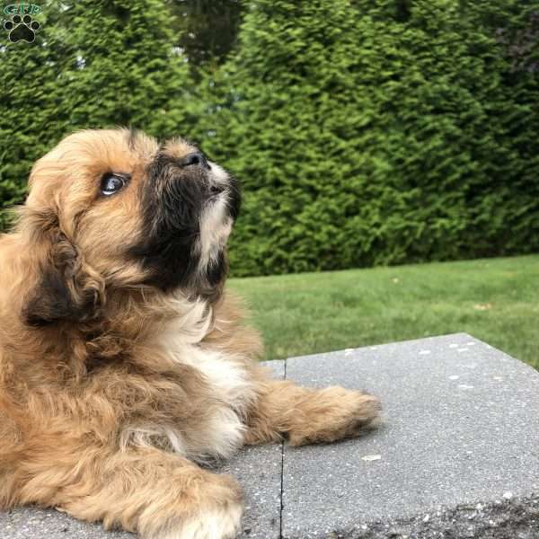 Tiger, Bichon Mix Puppy
