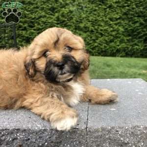 Tiger, Bichon Mix Puppy