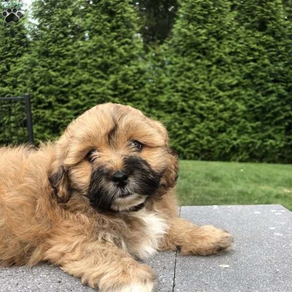Tiger, Lhasa Apso Mix Puppy