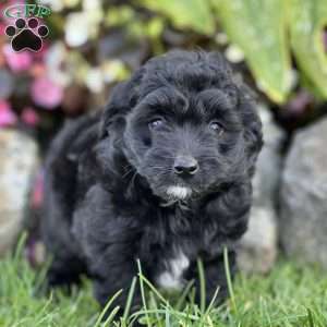 Mattie, Mini Aussiedoodle Puppy