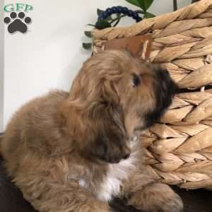 Tiger, Bichon Mix Puppy
