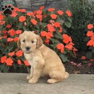 Missy, Mini Goldendoodle Puppy