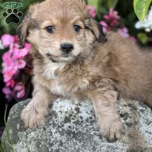 Milo, Mini Aussiedoodle Puppy
