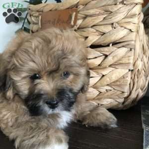 Tiger, Bichon Mix Puppy