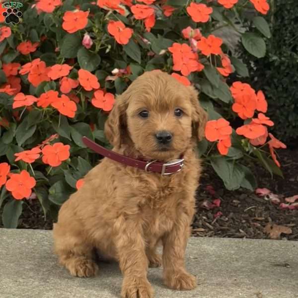 Marcy, Mini Goldendoodle Puppy