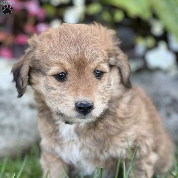 Milo, Mini Aussiedoodle Puppy
