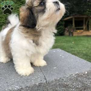 Tessa, Bichon Mix Puppy