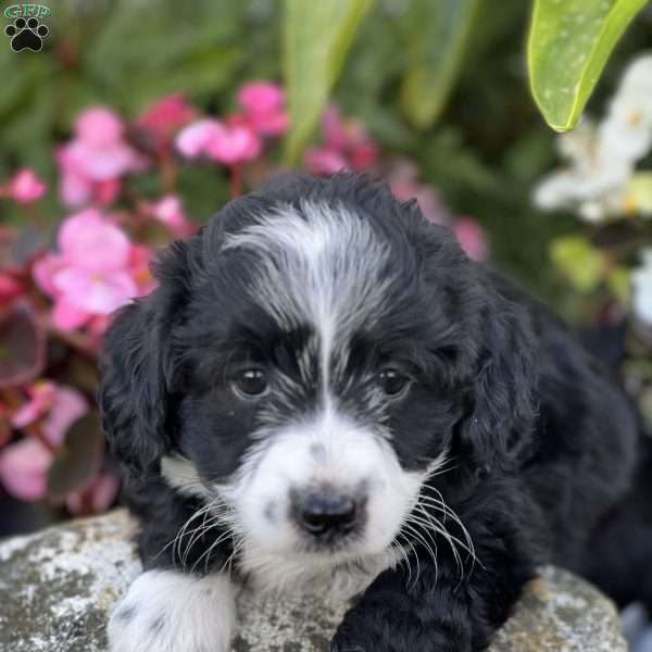 Carmal, Mini Aussiedoodle Puppy