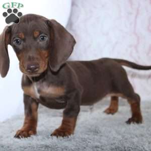 Alex, Dachshund Puppy