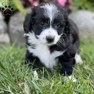 Carmal, Mini Aussiedoodle Puppy