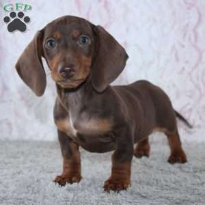 Alex, Dachshund Puppy