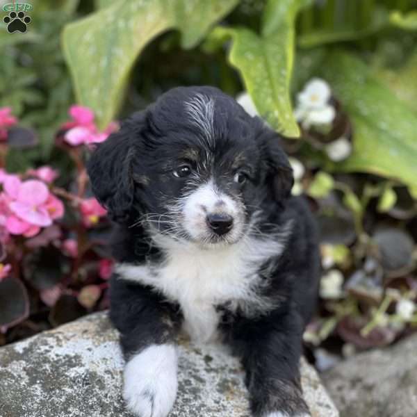 Candy, Mini Aussiedoodle Puppy
