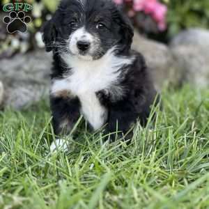 Candy, Mini Aussiedoodle Puppy