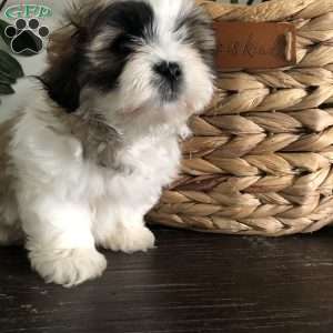 Tessa, Bichon Mix Puppy