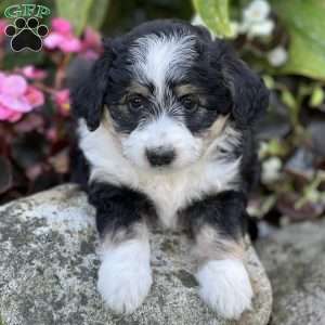 Carlos, Mini Aussiedoodle Puppy