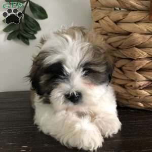 Tessa, Bichon Mix Puppy