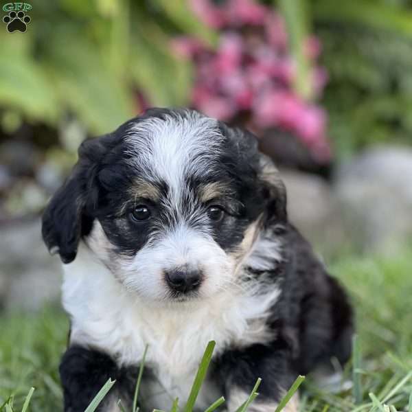 Carlos, Mini Aussiedoodle Puppy