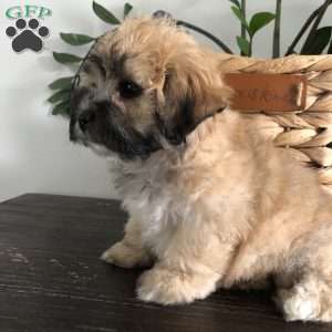 Tara, Lhasa Apso Mix Puppy