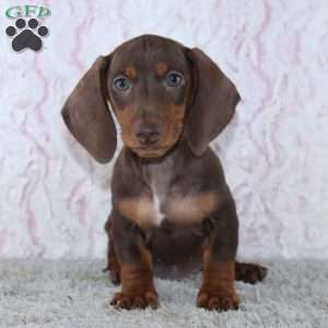 Alex, Dachshund Puppy
