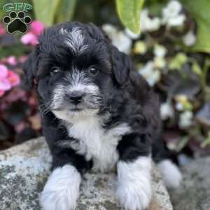 Cooper, Mini Aussiedoodle Puppy