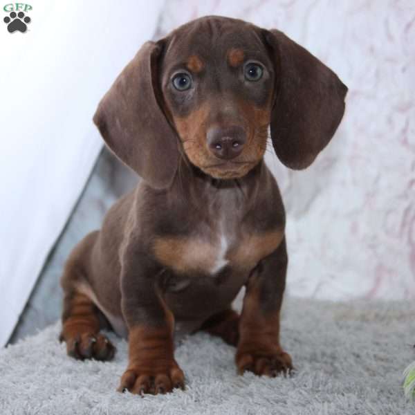 Alex, Dachshund Puppy