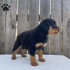 Deisel, Rottweiler Puppy