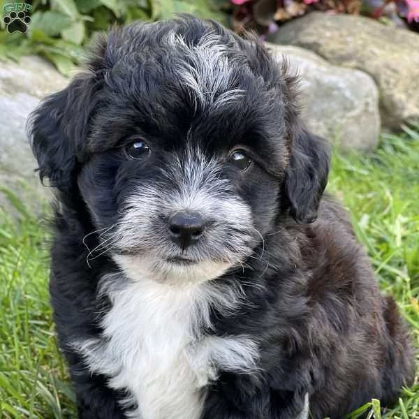 Cooper, Mini Aussiedoodle Puppy