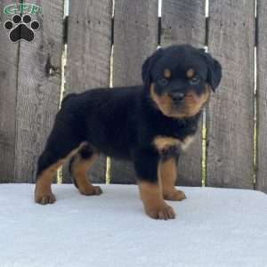 Deisel, Rottweiler Puppy