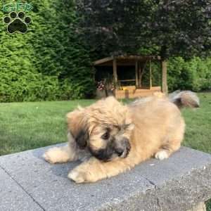 Tara, Bichon Mix Puppy