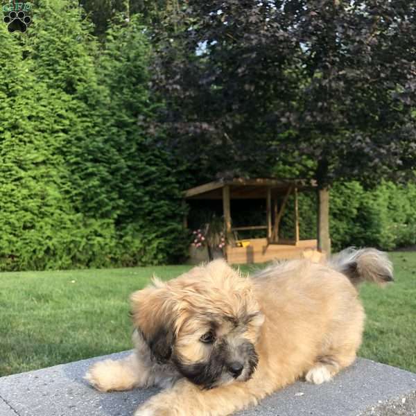 Tara, Lhasa Apso Mix Puppy