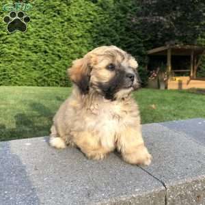 Tara, Bichon Mix Puppy
