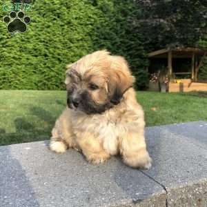 Tara, Bichon Mix Puppy