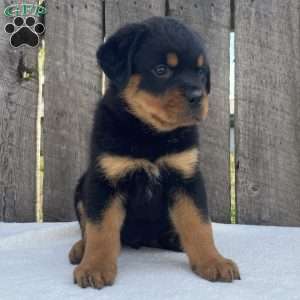 Deisel, Rottweiler Puppy